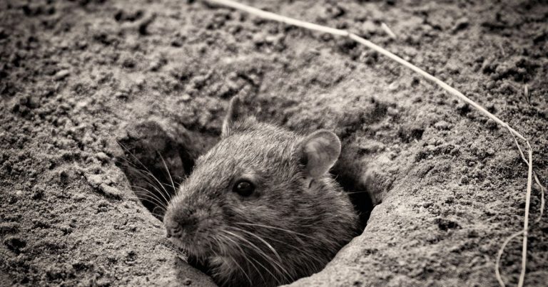 How to Fill Rat Holes in Your Yard | Yard Work HQ